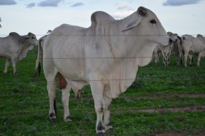 Boi/Cepea: Carne bovina nunca esteve tão mais cara que boi para abate